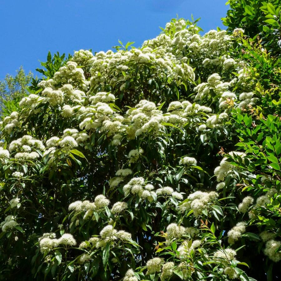Backhousia Natives incl trees Brookfield Gardens