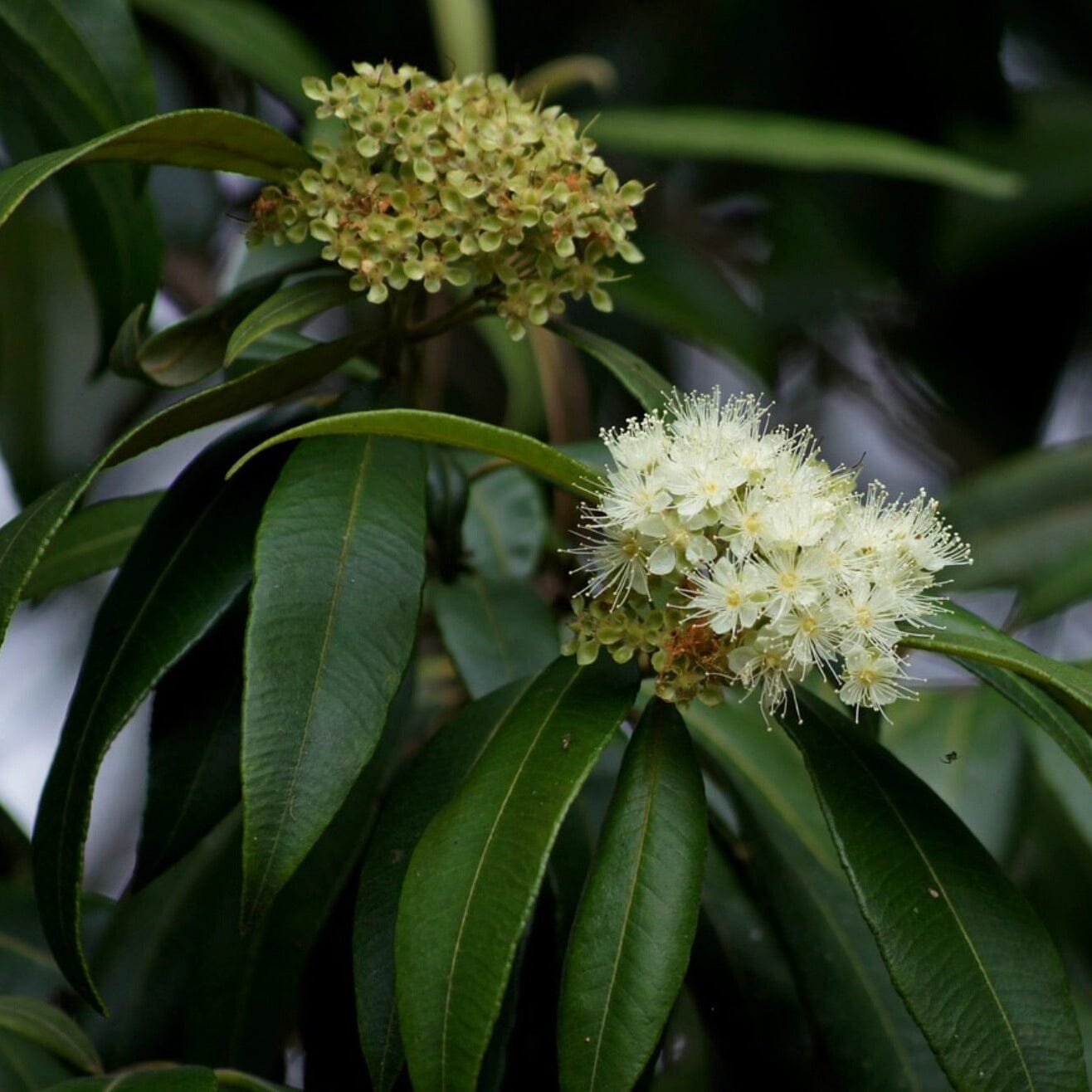 Backhousia Natives incl trees Brookfield Gardens