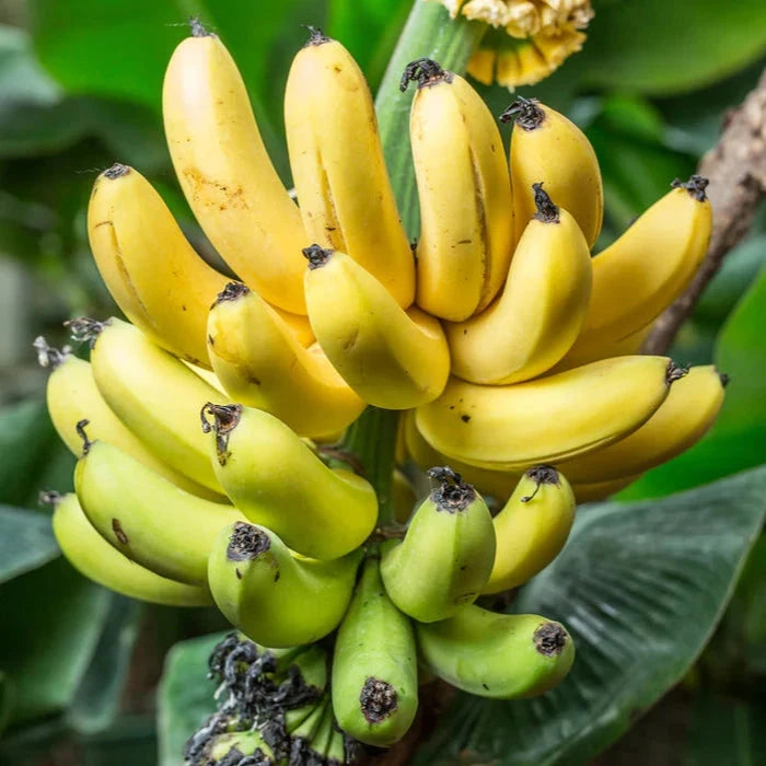 Banana Cavendish Fruit Trees Brookfield Gardens