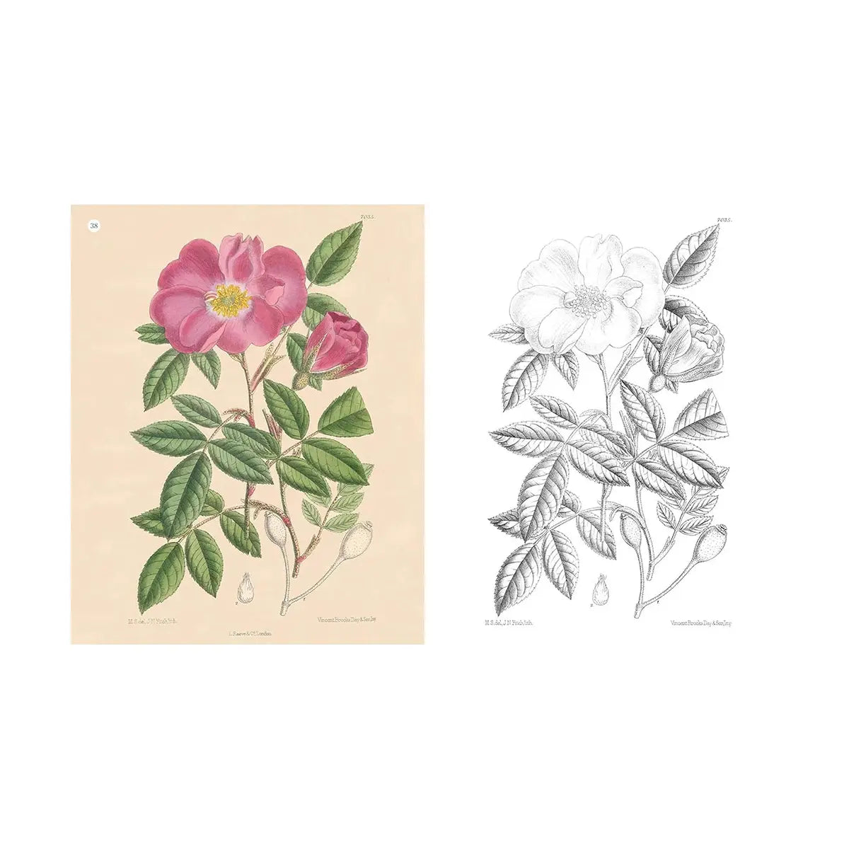 Kew Gardens Colouring Book