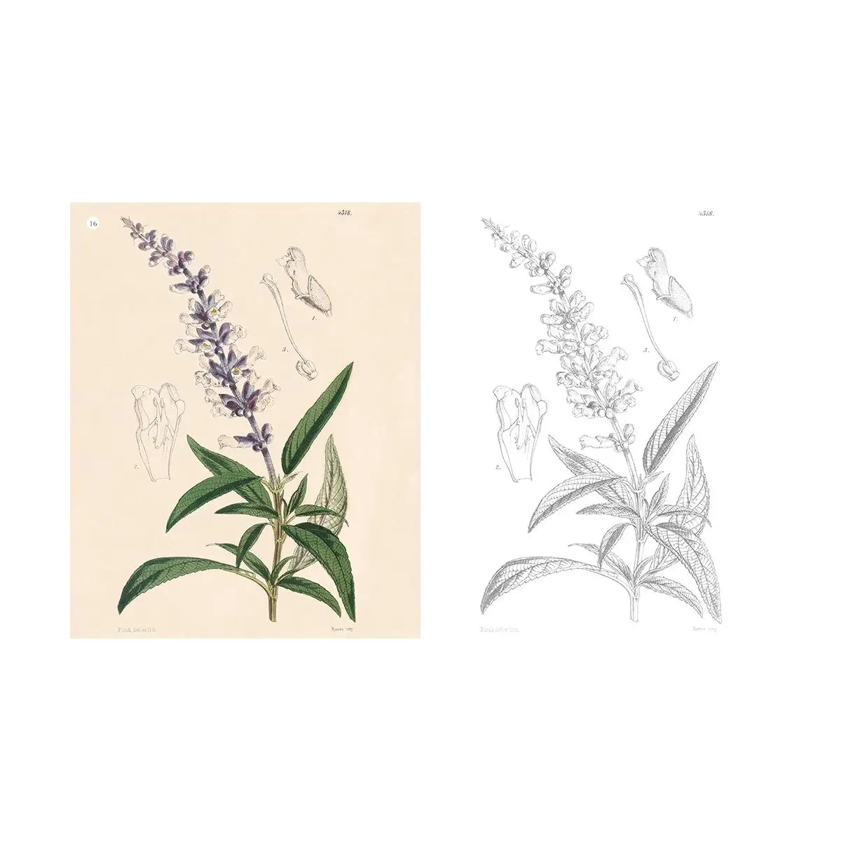 Kew Gardens Colouring Book