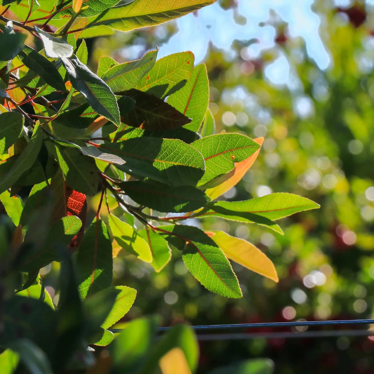 Blueberry Ash, Elaeocarpus reticulatus