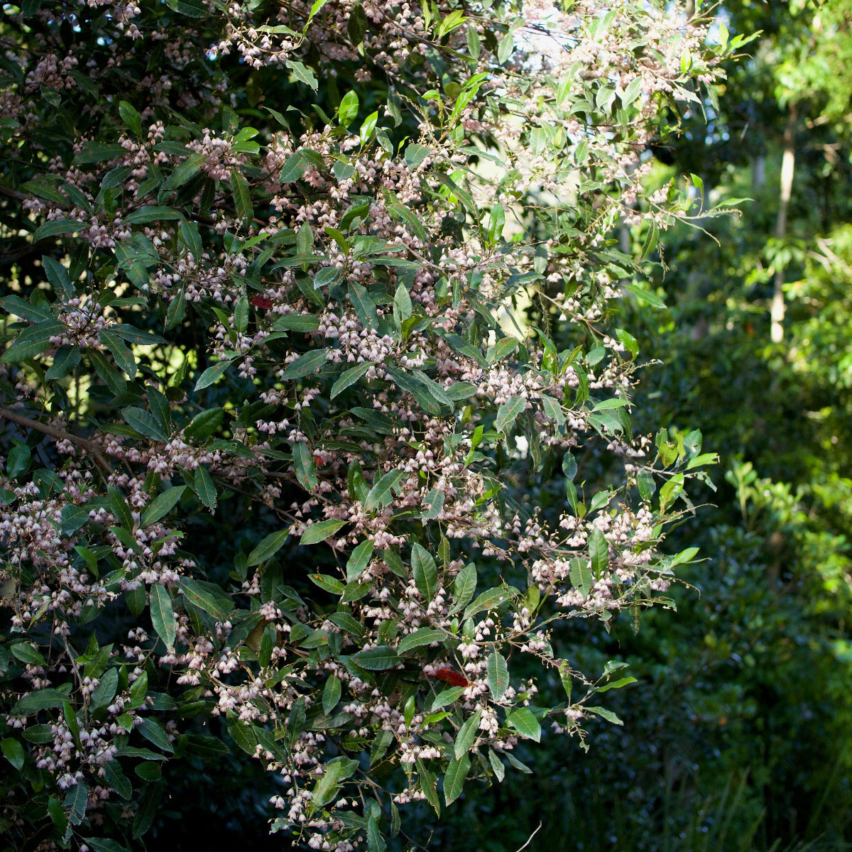 Blueberry Ash, Elaeocarpus reticulatus