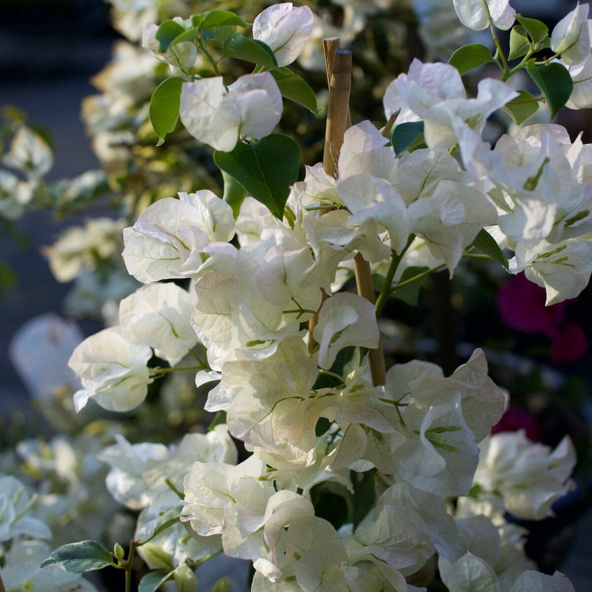 Bougainvillea Brookfield Gardens