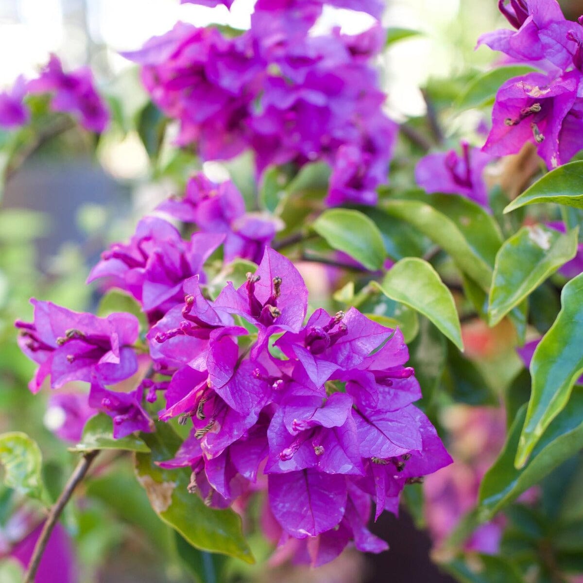 Bougainvillea Brookfield Gardens
