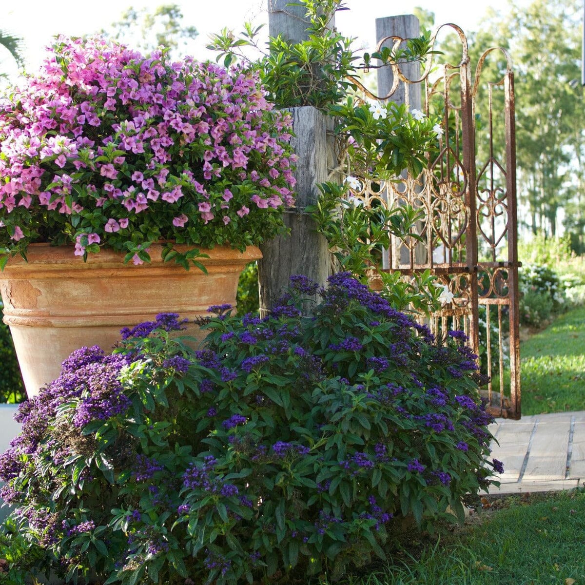 Bougainvillea Brookfield Gardens