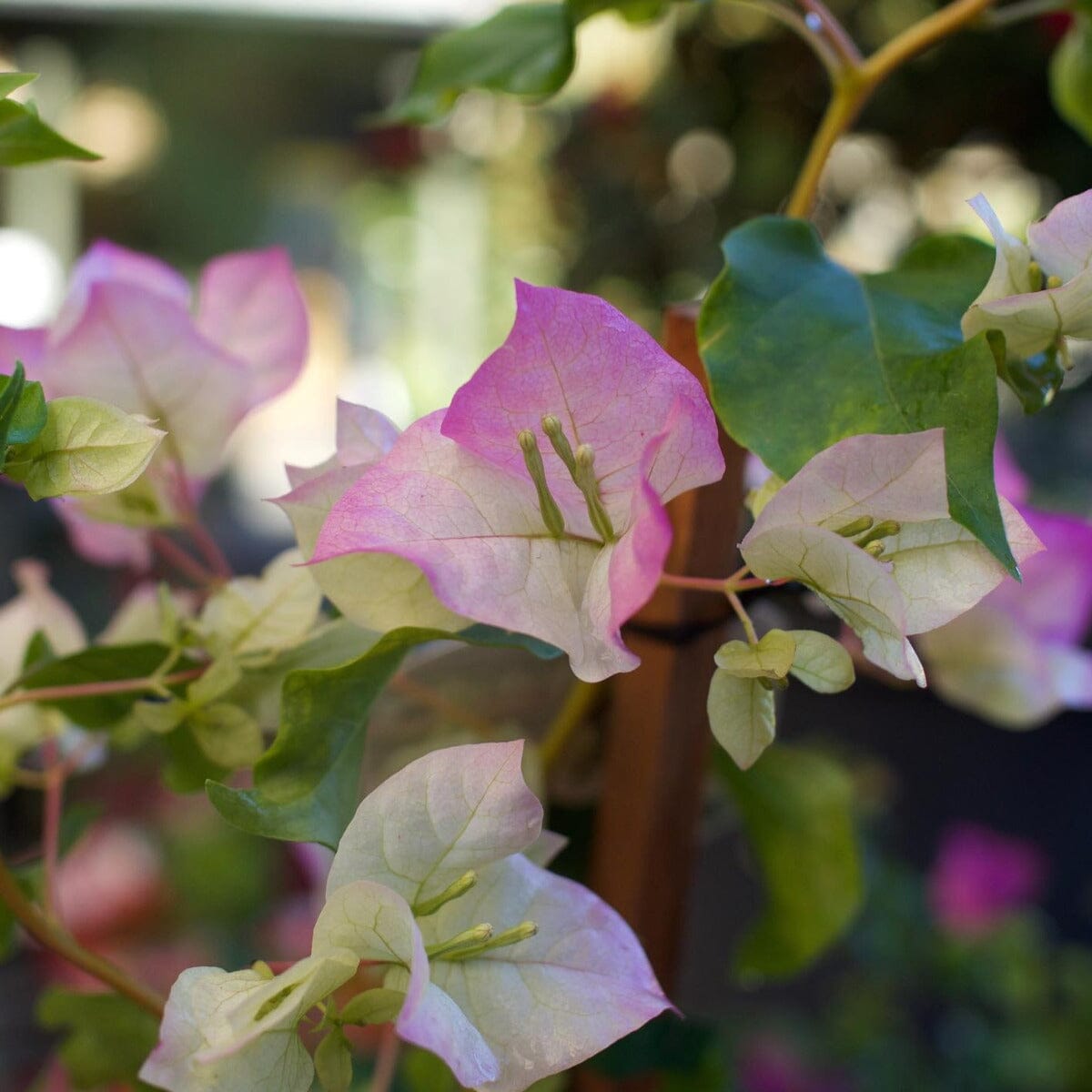 Bougainvillea Brookfield Gardens