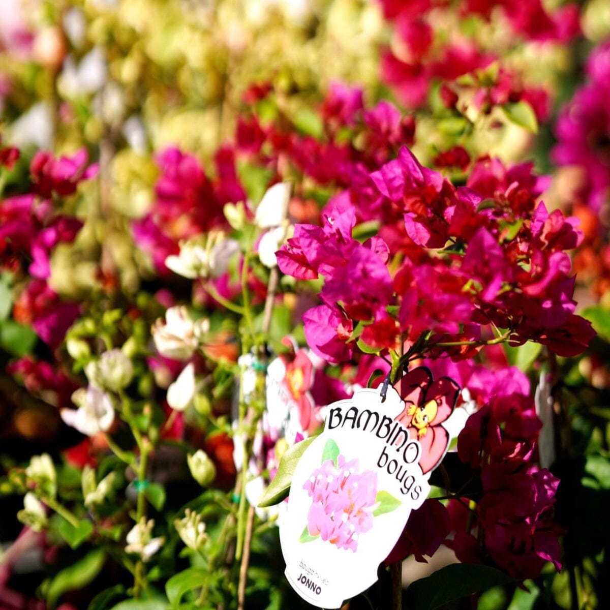 Bougainvillea Brookfield Gardens