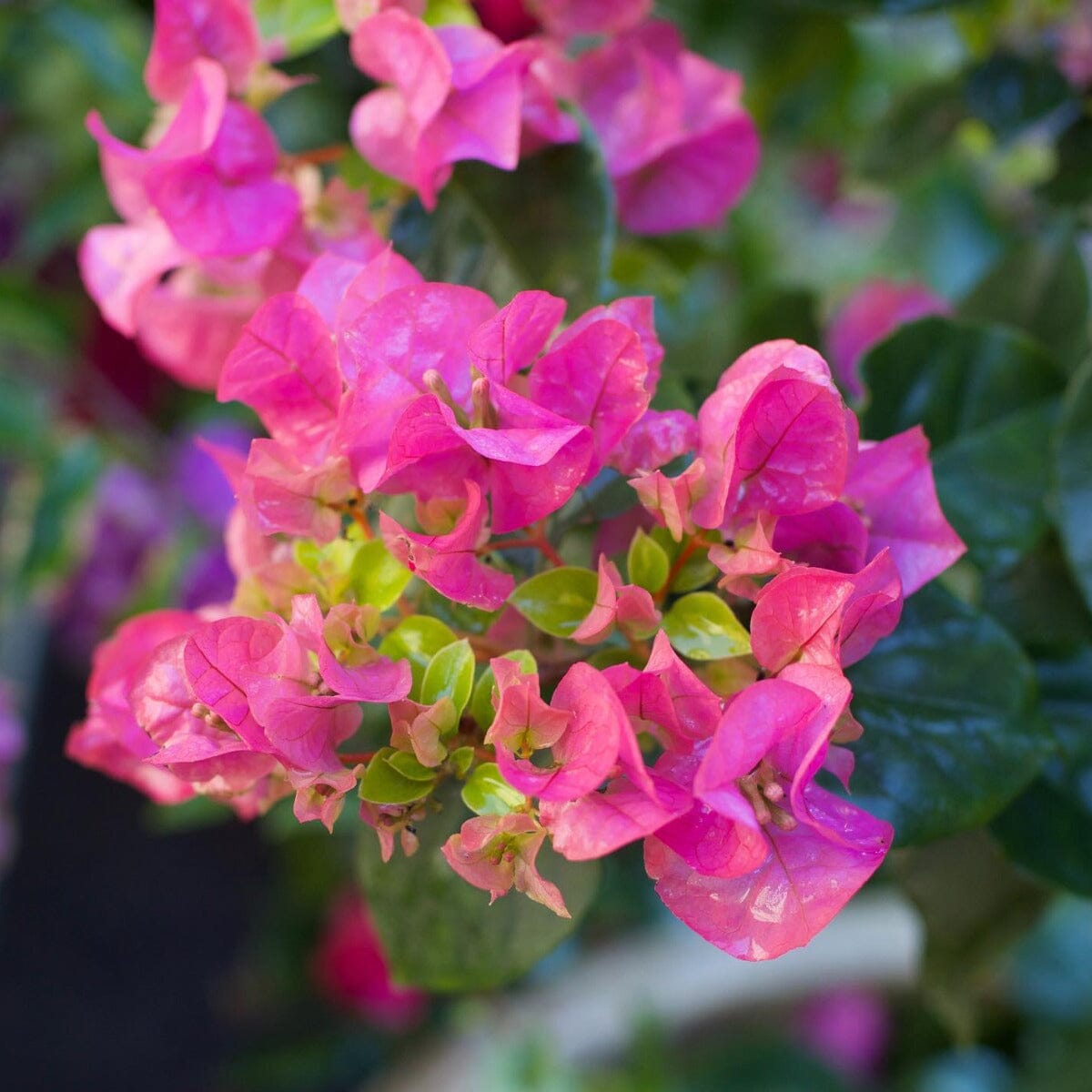Bougainvillea Brookfield Gardens