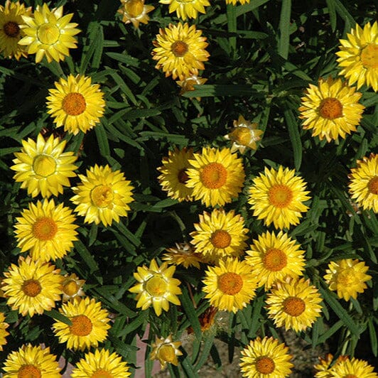 Bracteantha, Everlasting daisy Natives incl trees Brookfield Gardens
