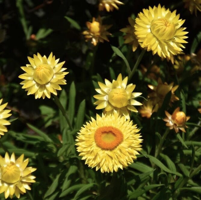 Bracteantha, Everlasting daisy Natives incl trees Brookfield Gardens