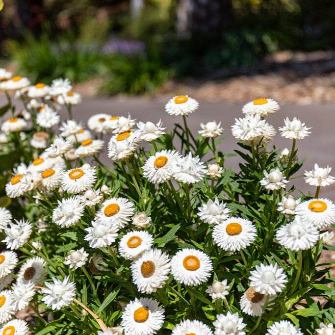 Bracteantha, Everlasting daisy Natives incl trees Brookfield Gardens