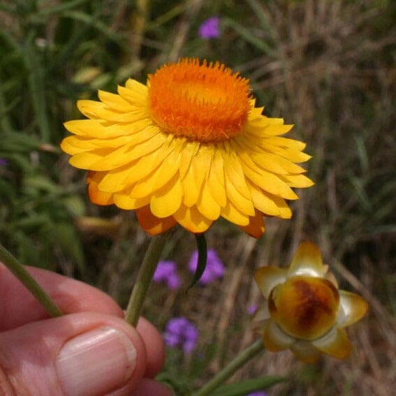 Bracteantha, Everlasting daisy Natives incl trees Brookfield Gardens