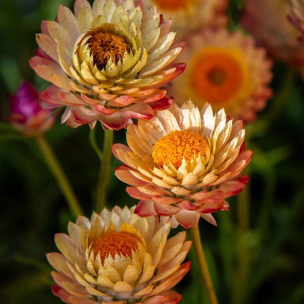 Bracteantha, Everlasting daisy Natives incl trees Brookfield Gardens