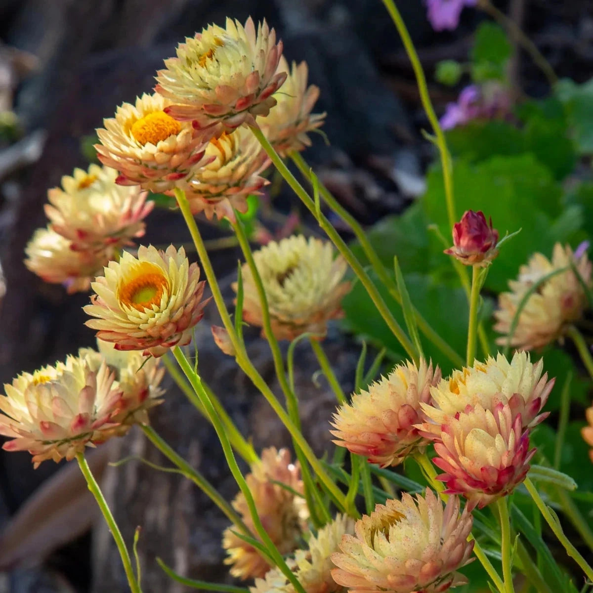 Bracteantha, Everlasting daisy Natives incl trees Brookfield Gardens
