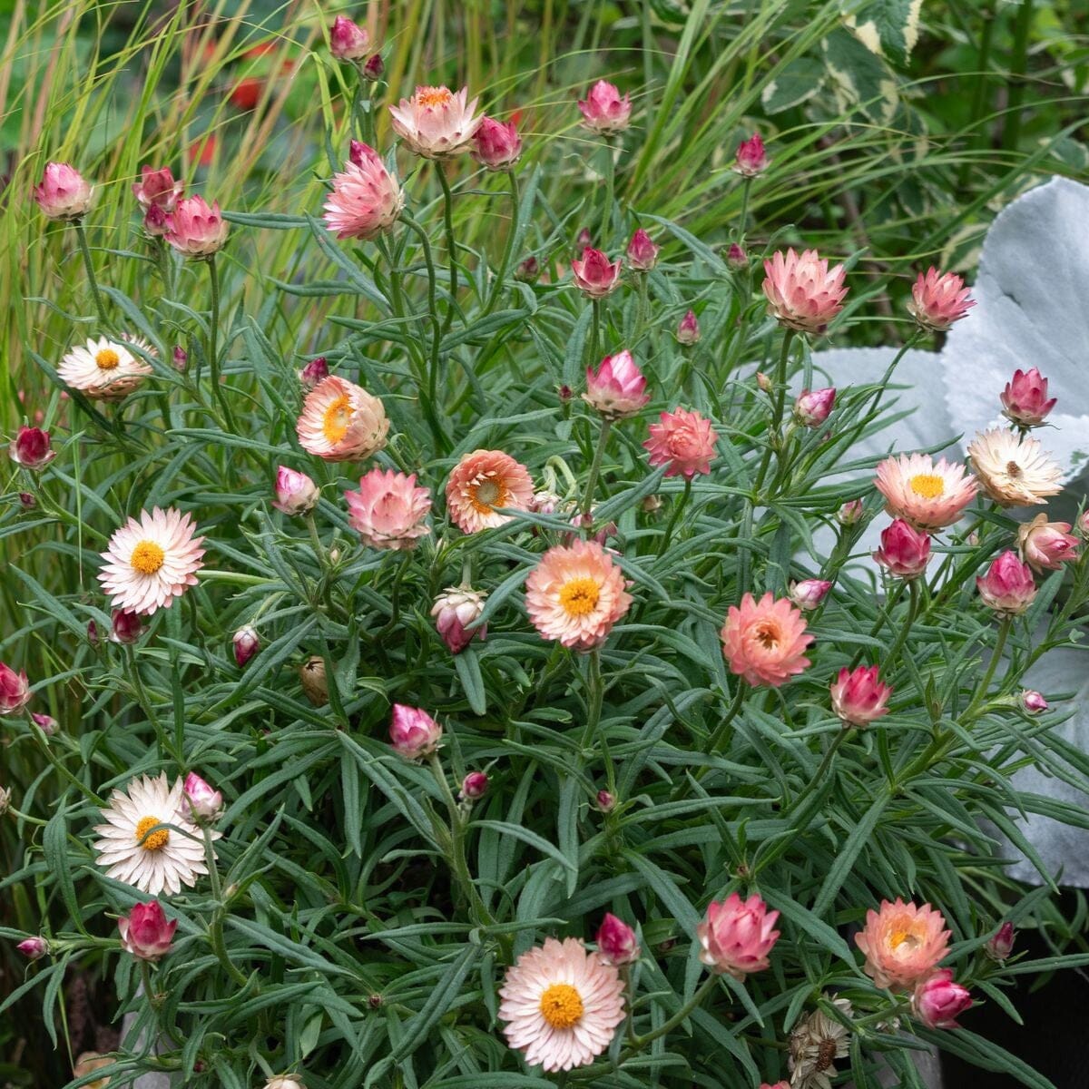 Bracteantha, Everlasting daisy Natives incl trees Brookfield Gardens