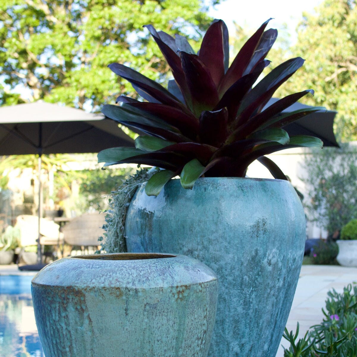 Bromeliad alcantarea, Silver Plum Brookfield Gardens