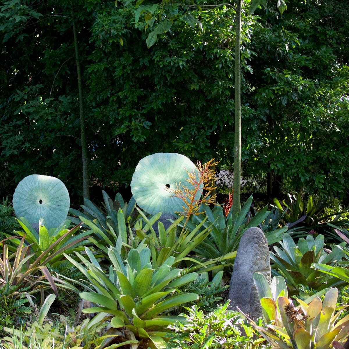 Bromeliad alcantarea, Silver Plum Brookfield Gardens