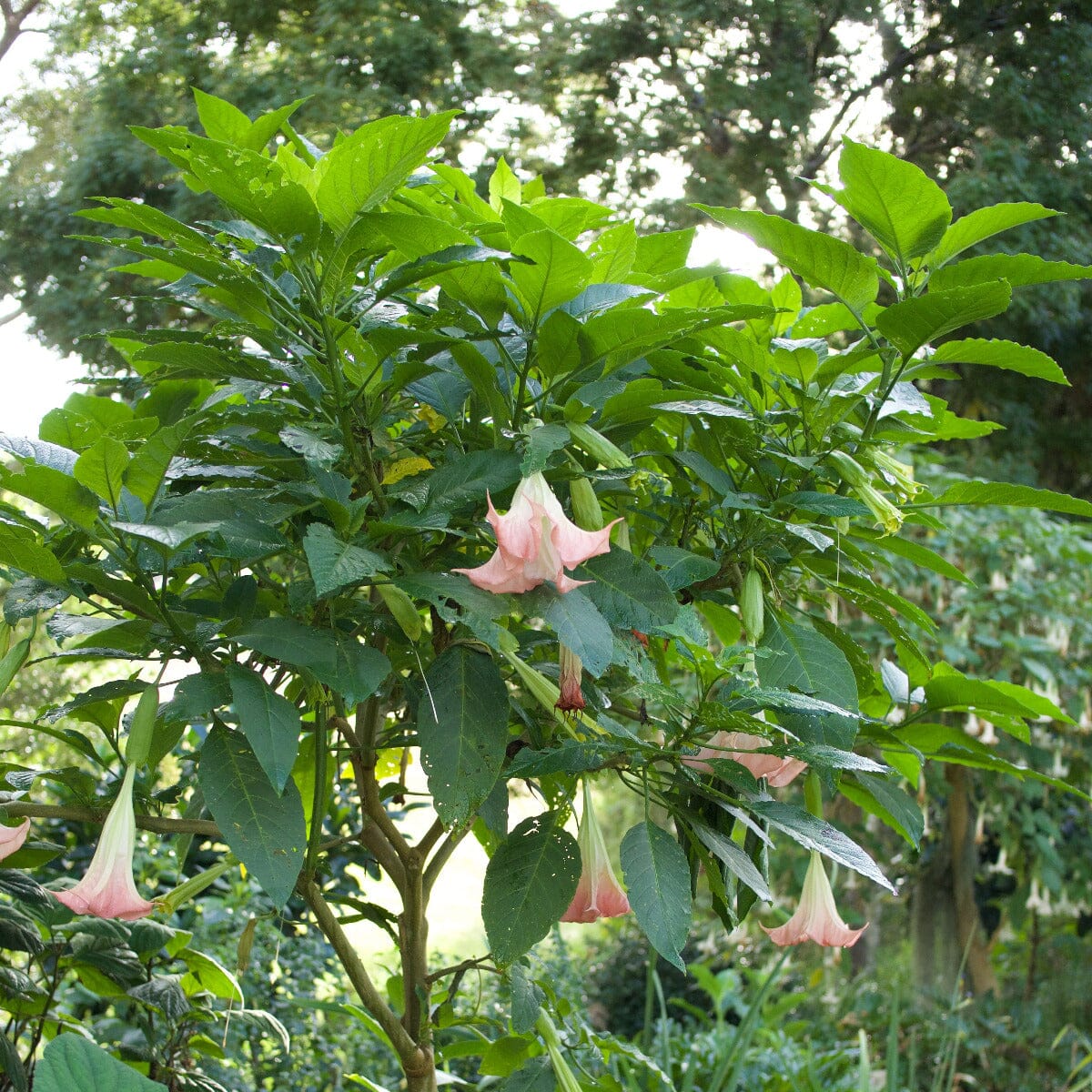 Brugmansia 'Angel Trumpet' Brookfield Gardens