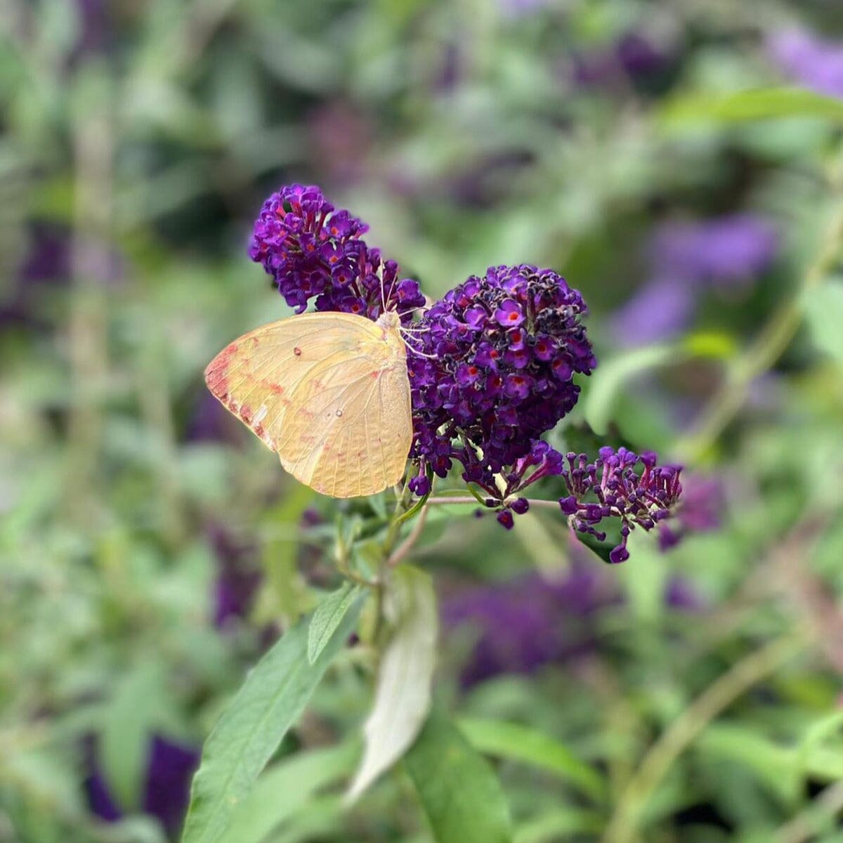Buddleia 'Butterfly Bush' Brookfield Gardens