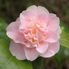 Camellia japonica 'Ardoch' Acidic Plants Garden Club 