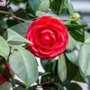 Camellia japonica Black Tie Acidic Plants Garden Club 