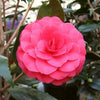Camellia japonica 'CM Hovey' Acidic Plants Garden Club 