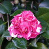 Camellia japonica Emperor of Russia Variegated Acidic Plants Garden Club 