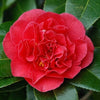 Camellia japonica Kramers Supreme Acidic Plants Garden Club 
