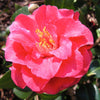 Camellia japonica Little Red Riding Hood Acidic Plants Garden Club 