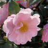 Camellia japonica Nicky Crisp Acidic Plants Garden Club 