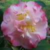 Camellia japonica Nuccios Jewel Acidic Plants Garden Club 