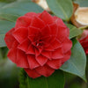 Camellia japonica Red Red Rose Acidic Plants Garden Club 
