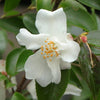 Camellia lutchuensis Acidic Plants Garden Club 