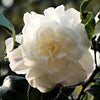 Camellia sasanqua 'Barbara Louise' Acidic Plants Garden Club 
