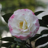 Camellia sasanqua Beatrice Emily Acidic Plants Garden Club 