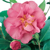 Camellia sasanqua Bert Jones Acidic Plants Garden Club 
