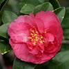 Camellia sasanqua Bonanza Acidic Plants Garden Club 
