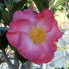 Camellia sasanqua Fukuzutsumi Acidic Plants Garden Club 