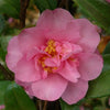 Camellia sasanqua 'Jennifer Susan' Acidic Plants Garden Club 