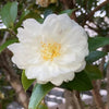 Camellia sasanqua Mine No Yuki Acidic Plants Garden Club 