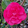 Camellia sasanqua 'Paradise Ann' Acidic Plants Garden Club 