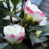 Camellia sasanqua Paradise Blush Acidic Plants Garden Club 