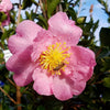 Camellia sasanqua Plantation Pink Acidic Plants Garden Club 