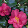 Camellia sasanqua Rose Ann Acidic Plants Garden Club 