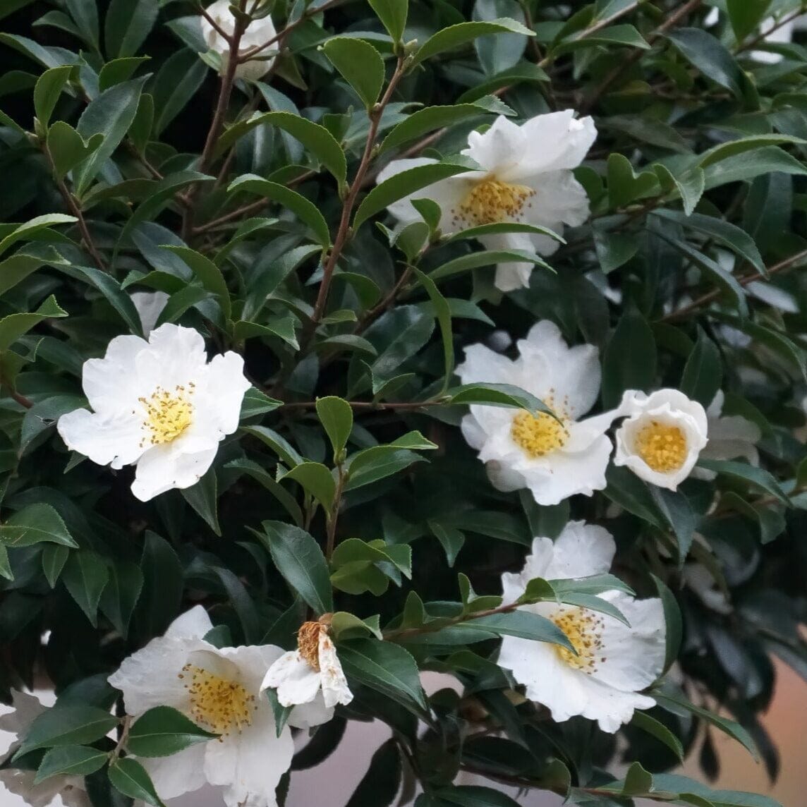 Camellia sasanqua setsugekka Acidic Plants Garden Club
