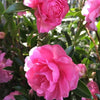 Camellia sasanqua Slimline With Love Acidic Plants Garden Club 