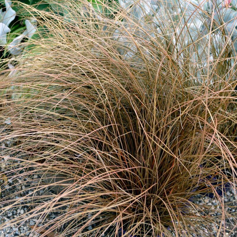 Carex Dusky Fountain Grasses Brookfield Gardens