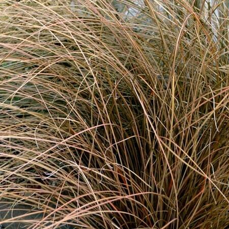 Carex Dusky Fountain Grasses Brookfield Gardens