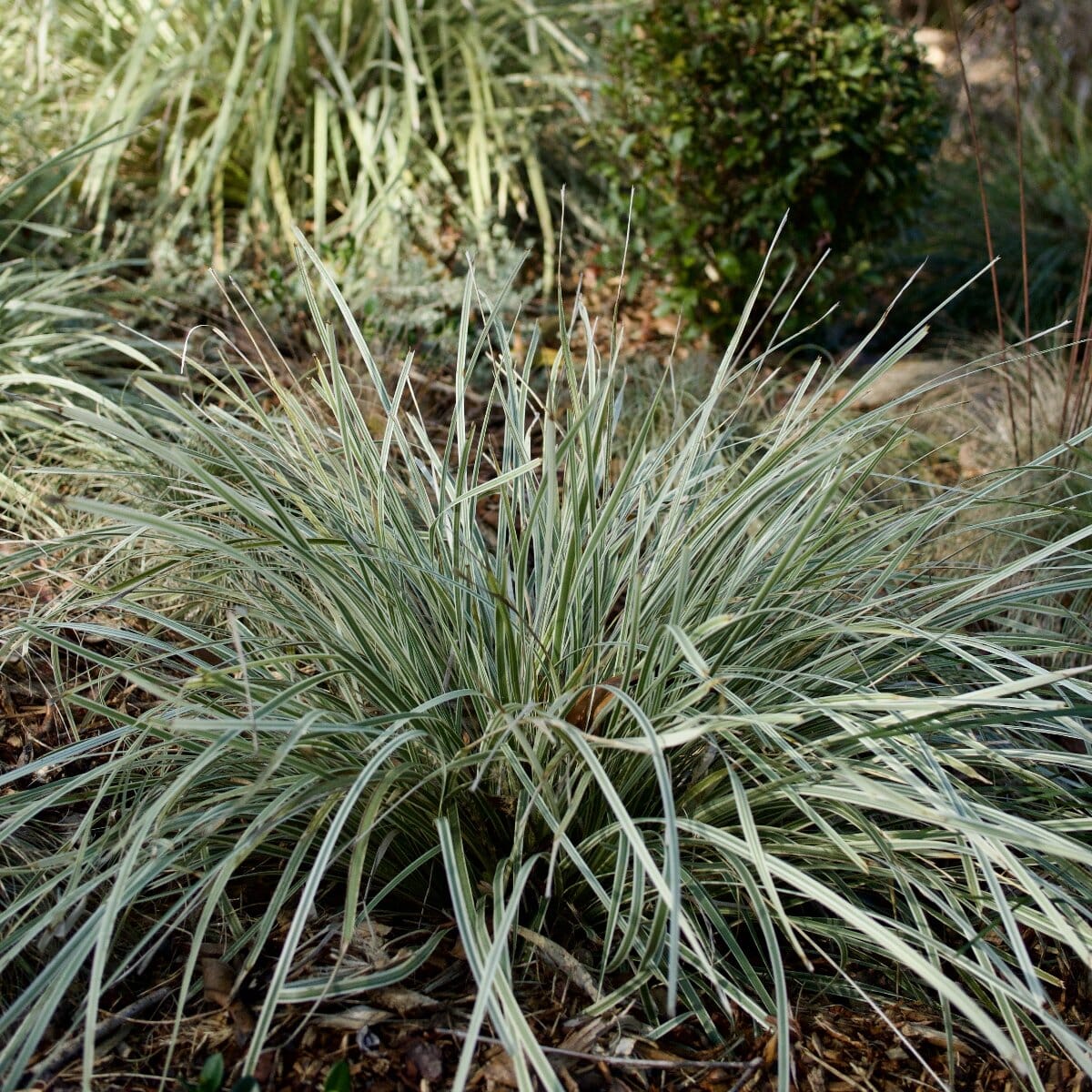 Carex Feather Falls Grasses Brookfield Gardens